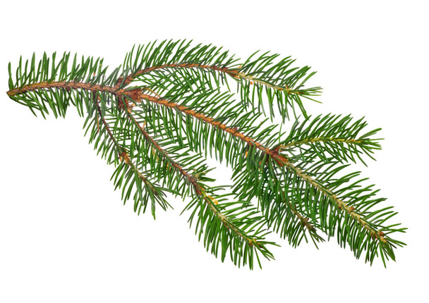 green fir branch isolated on white background - Photo, Image