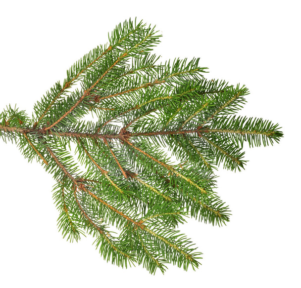 green fir branch isolated on white background - Photo, Image