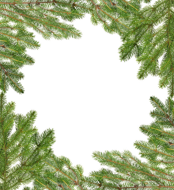 白い背景に分離された緑のモミの枝からフレーム - 写真・画像