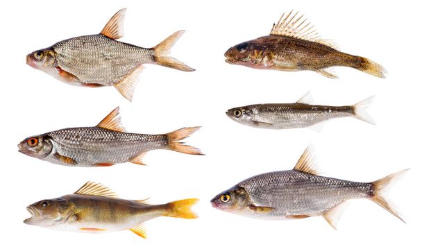 conjunto de seis peces de agua dulce aislados sobre fondo blanco
 - Foto, imagen