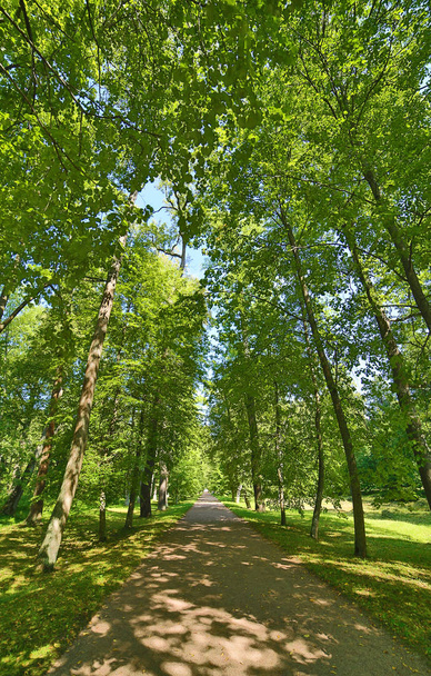 footpat between trees in green bright forest - Foto, Imagem