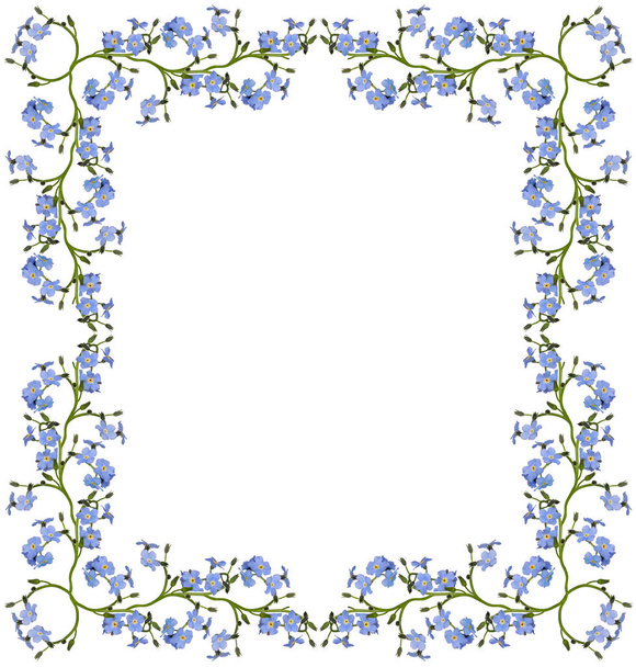 light blue forget-me-not flowers frame isolated on white background - Fotó, kép