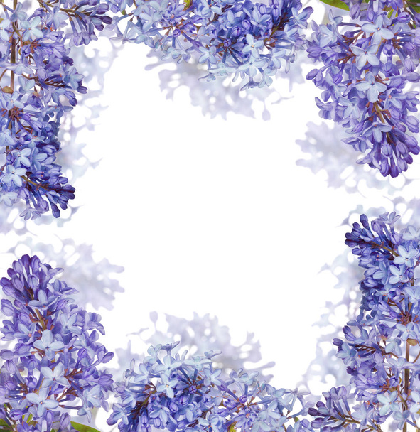 light lilac flower frame isolated on white background - Photo, Image