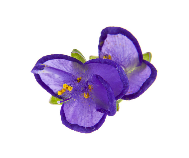purple flowers isolated on white background - Photo, Image