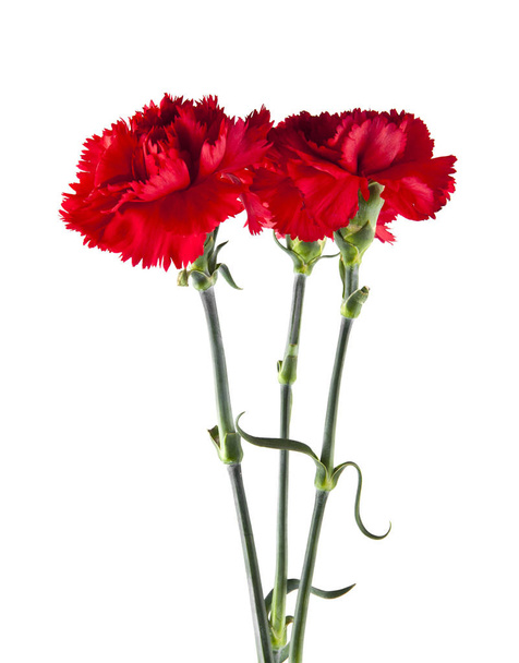 fiori di garofano rosso isolati su sfondo bianco - Foto, immagini