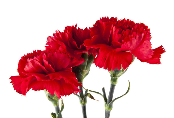 červené karafiáty květiny izolované na bílém pozadí - Fotografie, Obrázek