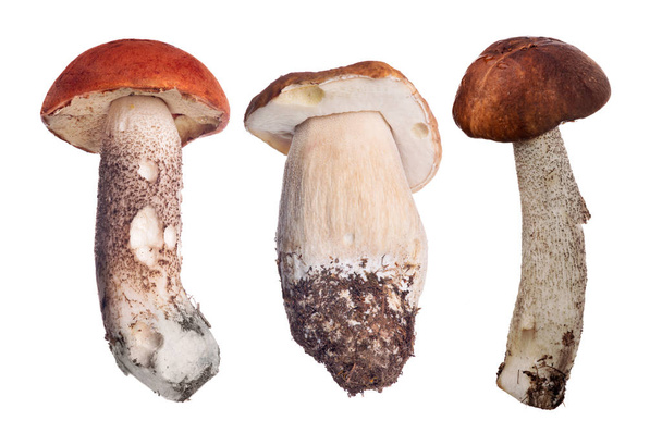 Ensemble de champignons isolés sur fond blanc
 - Photo, image