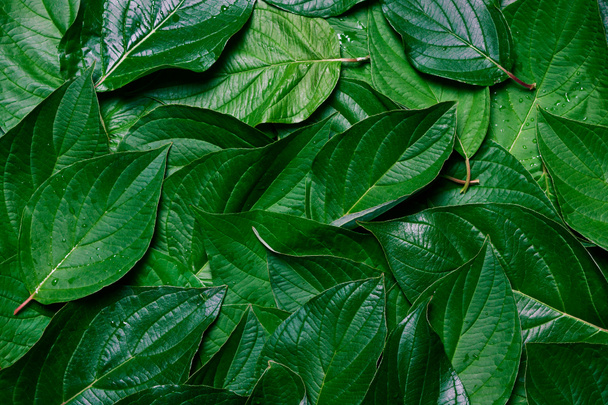 Textura de hojas verdes. Natural orgánico, fresco Fondo
  - Foto, Imagen