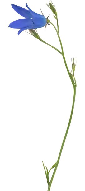 illusztráció terjedő bellflower elszigetelt fehér background - Vektor, kép