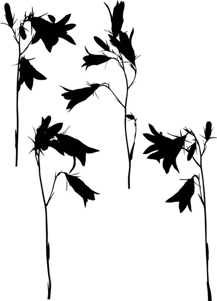 illustration avec des fleurs de campanules noires isolées sur fond blanc - Vecteur, image