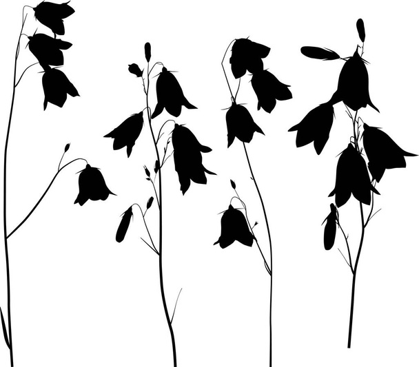 illustration with black campanula flowers isolated on white background - Vector, Imagen
