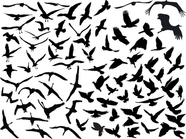 白地に鳥のコレクションが描かれたイラスト - ベクター画像