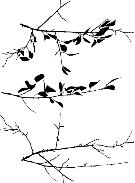ilustración con ramas de árbol de primavera aisladas sobre fondo blanco
 - Vector, imagen