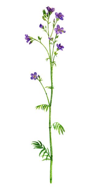 watercolor drawing flower - Фото, изображение