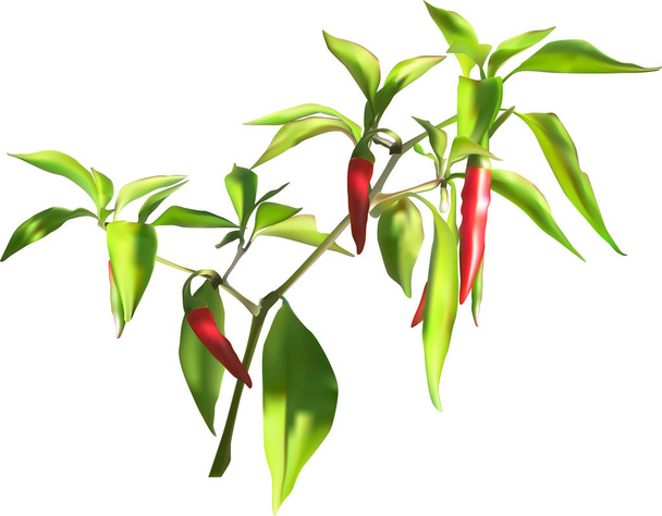απεικόνιση με κόκκινο καυτερό τσίλι πιπέρι απομονώνονται σε λευκό φόντο - Διάνυσμα, εικόνα