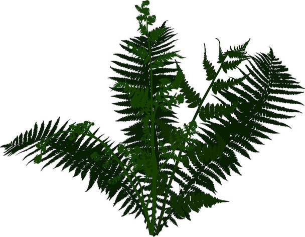 ilustration, a fern bush sziluettek elszigetelt fehér background - Vektor, kép
