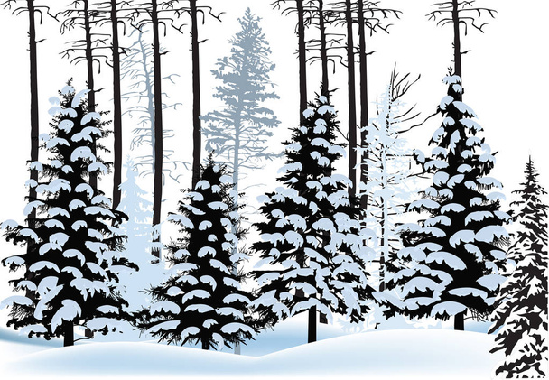 illustration with fir forest silhouettes in snow - Vector, Image