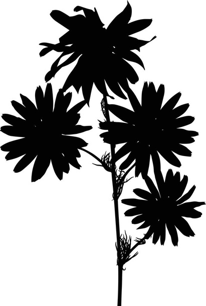 απεικόνιση με σιλουέτες λουλουδιών χαμομηλιού που απομονώνονται σε λευκό - Διάνυσμα, εικόνα