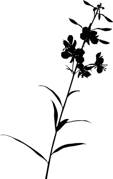 Illust z dzikim kwiatem sylwetka izolowana na białym tle - Wektor, obraz