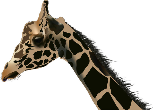 ilustración con retrato de jirafa aislado sobre fondo blanco
 - Vector, imagen