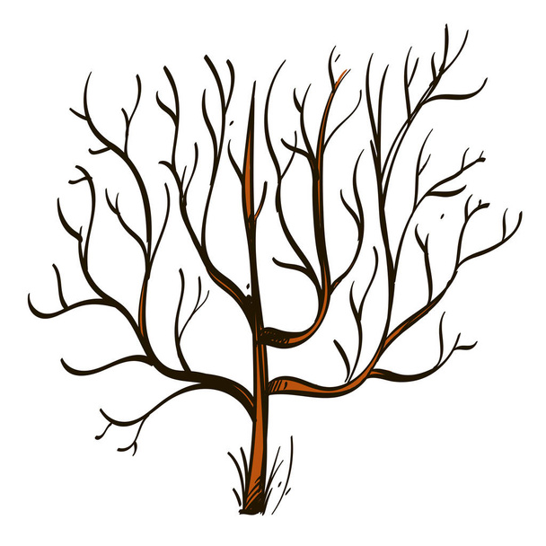 Обнажённое дерево в ручном рисунке, стиль эскиза
 - Вектор,изображение