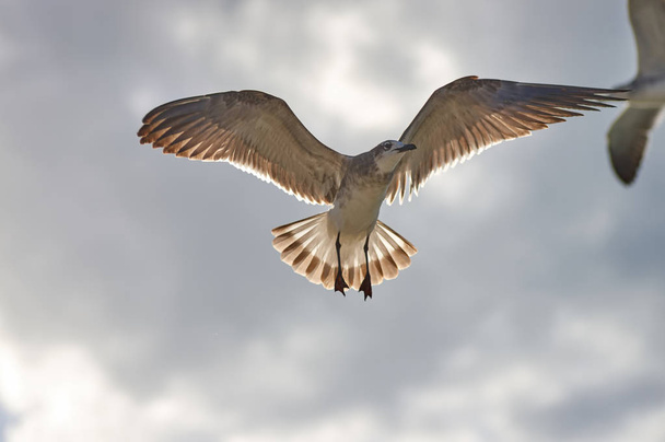 Albatros spreading his wings flies against the background of rai - Фото, изображение