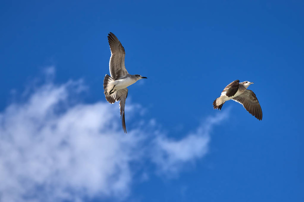 Albatross spreading his wings flies against the blue sky - Фото, изображение