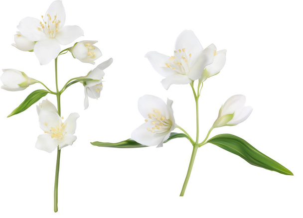 illustration with jasmin flowers isolated on white background - Vector, Image