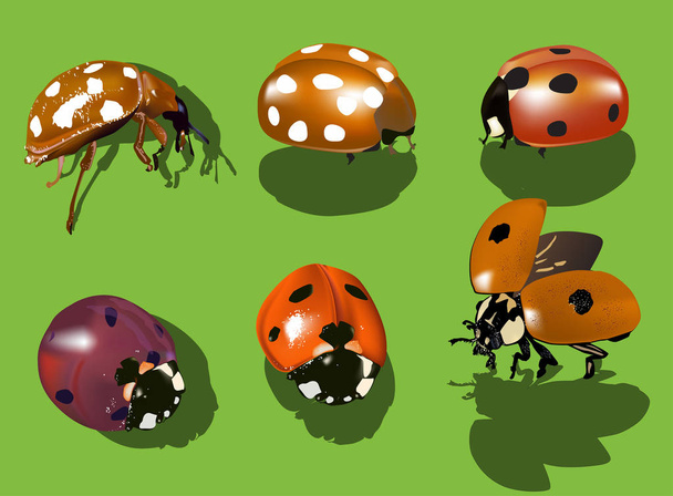 Εικονογράφηση με έξι ladybugs που απομονώνονται σε πράσινο φόντο - Διάνυσμα, εικόνα