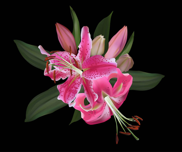 ilustración con flor de lirio rosa aislada sobre fondo negro
 - Vector, Imagen