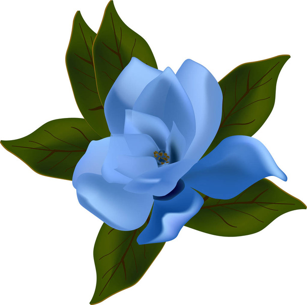 ábrán kék magnólia virág elszigetelt fehér background - Vektor, kép