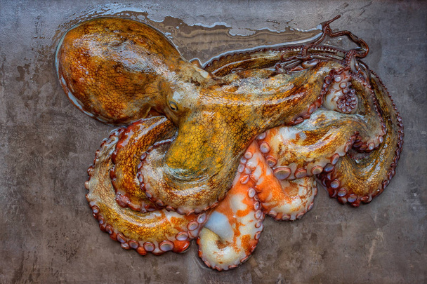 Whole raw octopus on a black stone table. Concept- healthy food, fresh seafood - Fotó, kép