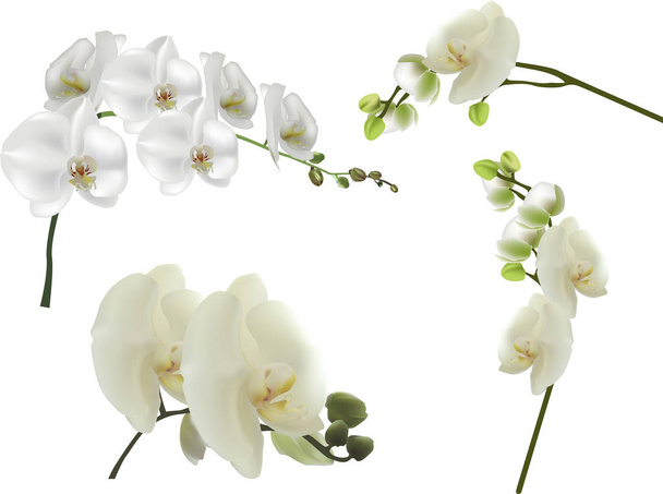 ilustración con el sistema de flores grandes blancas aisladas de la orquídea
 - Vector, imagen