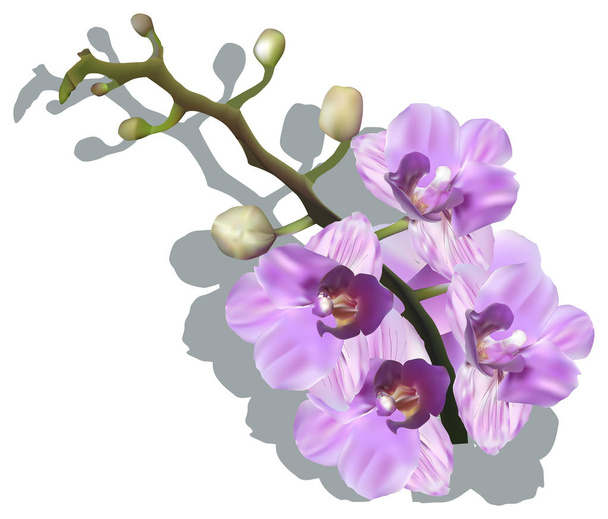 illustration with pink orchids isolated on white background - Vector, Image