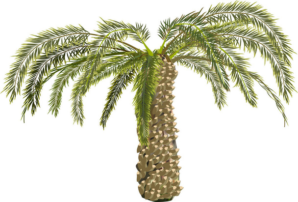 illustration with single palm tree isolated on white background - Vector, Image