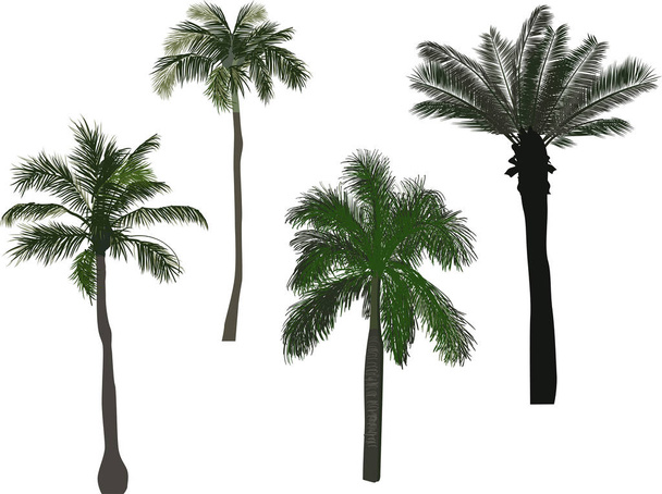 ilustrace s palmami izolované na bílém pozadí - Vektor, obrázek