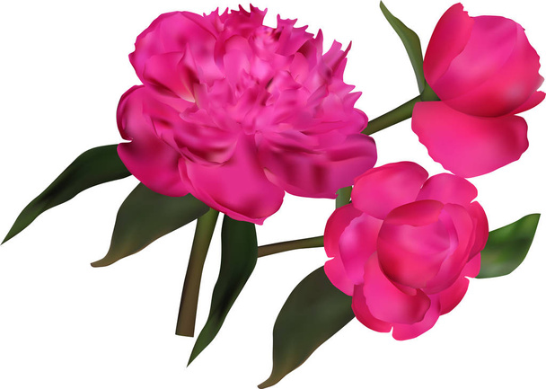 illustrazione con gruppo di fiori di peonia rosa isolati su sfondo bianco
 - Vettoriali, immagini