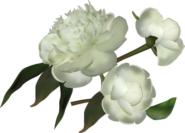 illustratie met groep van lichte peony bloemen geïsoleerd op witte achtergrond - Vector, afbeelding