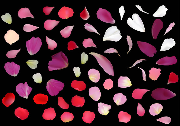 黒の背景に分離されたバラの花びらの図 - ベクター画像