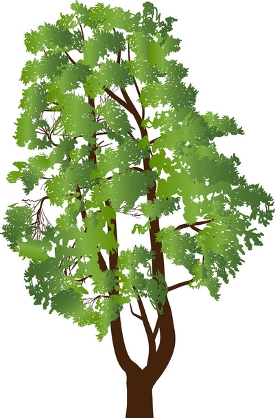 ilustrace s borovicí izolované na bílém pozadí - Vektor, obrázek