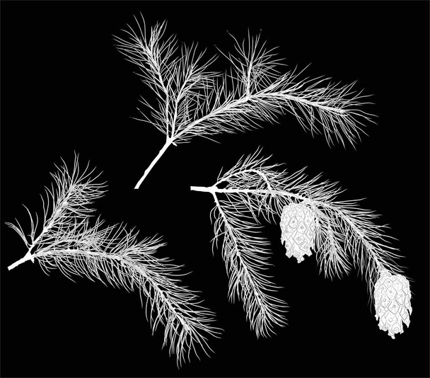 illustrazione con rami di pino isolati su sfondo nero
 - Vettoriali, immagini