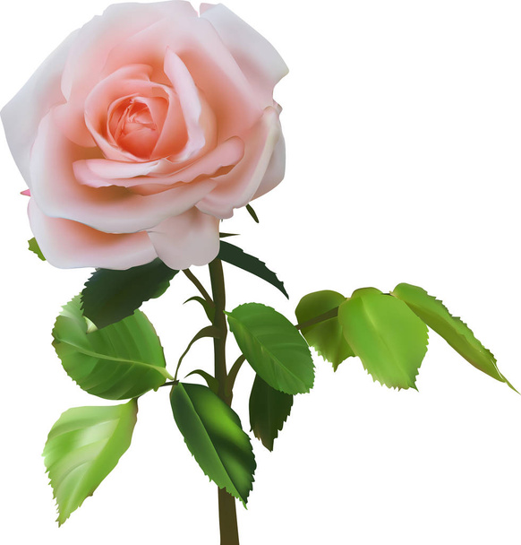 illusztráció világos vörös rózsa elszigetelt fehér háttér - Vektor, kép