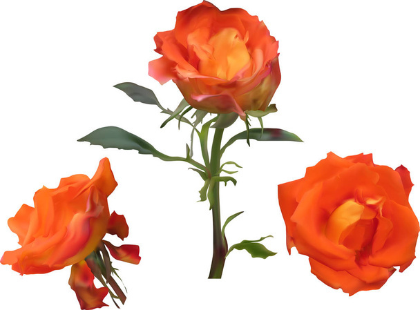 illustration avec des fleurs de rose orange isolées sur fond blanc
 - Vecteur, image