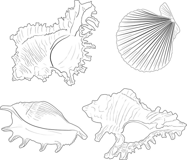 illustration with four light shellfishes sketches isolated on white background - Διάνυσμα, εικόνα