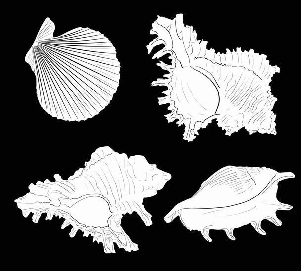 Illustration mit vier weißen Schalentieren Skizzen isoliert auf schwarzem Hintergrund - Vektor, Bild