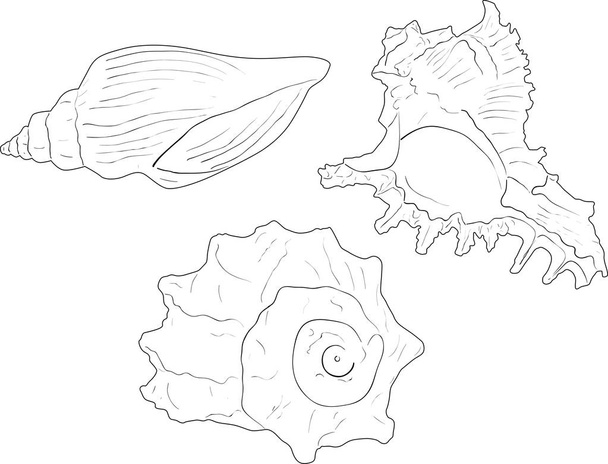 illustration with three black shellfishes sketches isolated on white background - Vetor, Imagem