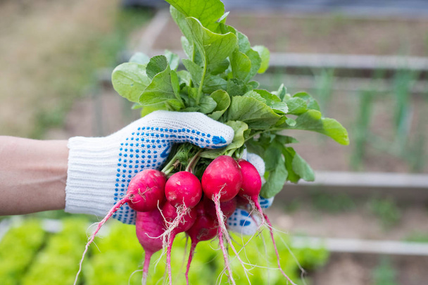 Harvesting Fresh Vegetables. Male Hands In Working Glove Hold Ripe Radishes In Vegetable Garden Close Up. - Foto, Imagem