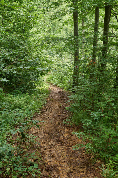 Trail (footpath) in a forest of beech and pine trees - Foto, Imagen