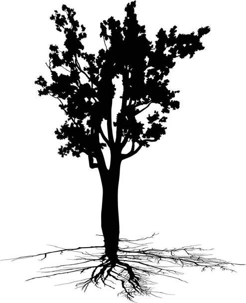 illustrazione con silhouette di albero isolata su sfondo bianco - Vettoriali, immagini