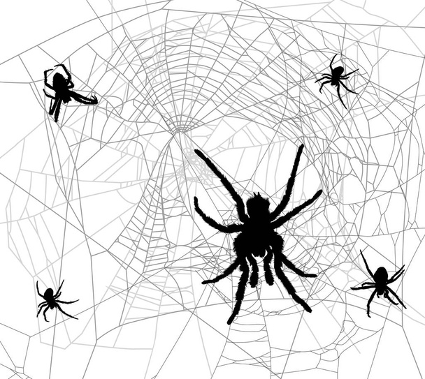 ilustração com teia de aranha isolada sobre fundo branco - Vetor, Imagem
